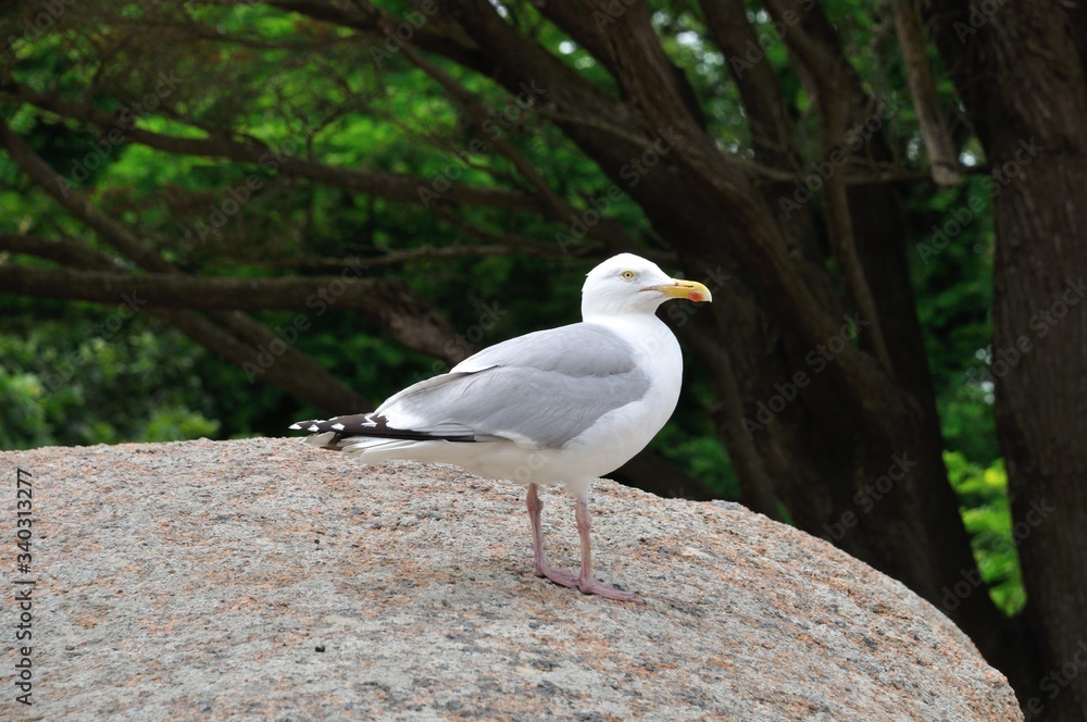 Obraz premium Gull on a rock in Brittany