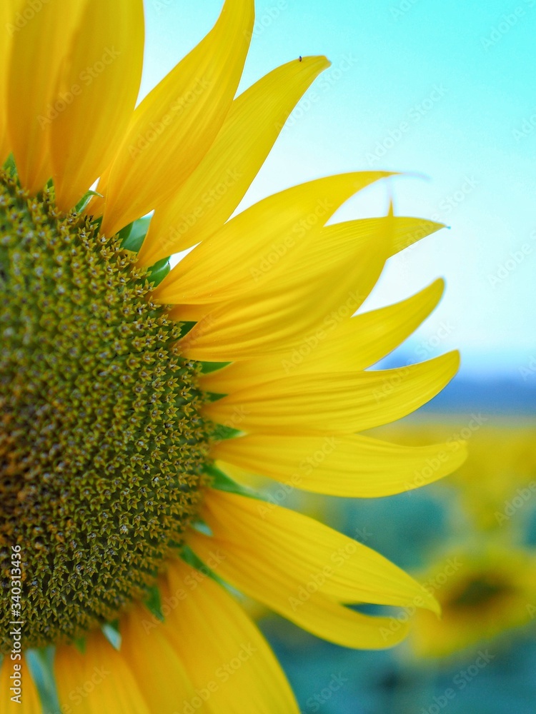 sunflower on blue background sunflower on blue background