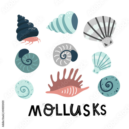 set mollusks and starfish, sea ocean, lettering vector illustration hand drawing