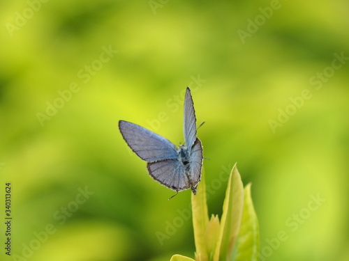 Wallpaper Mural butterfly on a flower Torontodigital.ca