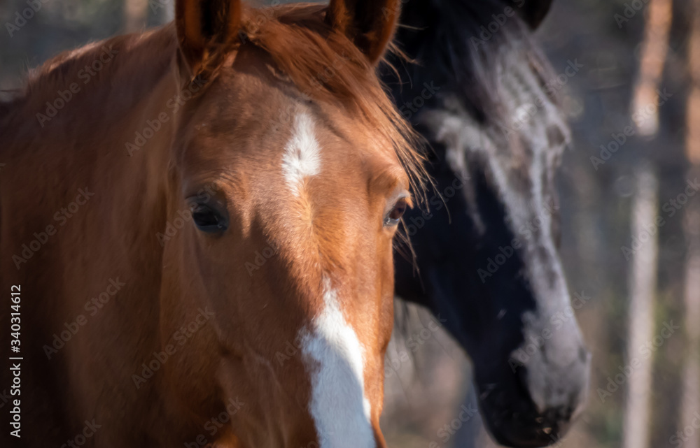 Fototapeta premium Portrait braunes Pferd