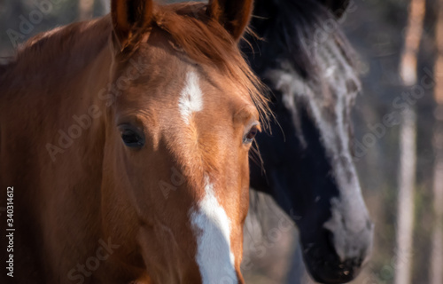 Portrait braunes Pferd