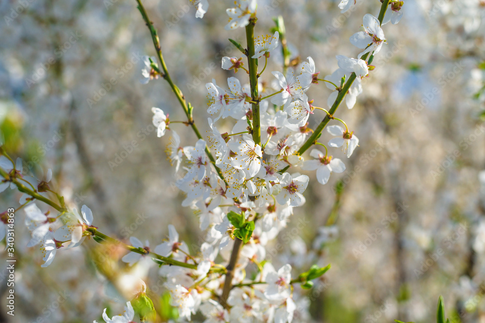 Obraz premium panorama of a blooming spring tree against the blue sky. white cherry flowers are illuminated by the sun. blooming garden on a Sunny day in spring. banner photo