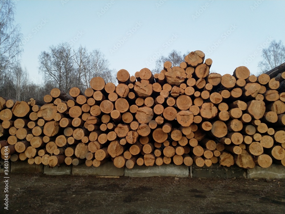 pine logs in a stack pine logs in a stack