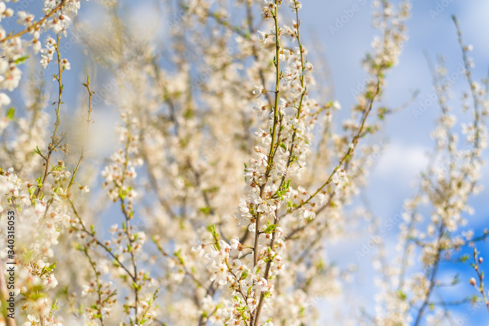 a blooming spring tree against the blue sky . white cherry flowers are illuminated by the sun. blooming garden on a Sunny day in spring
