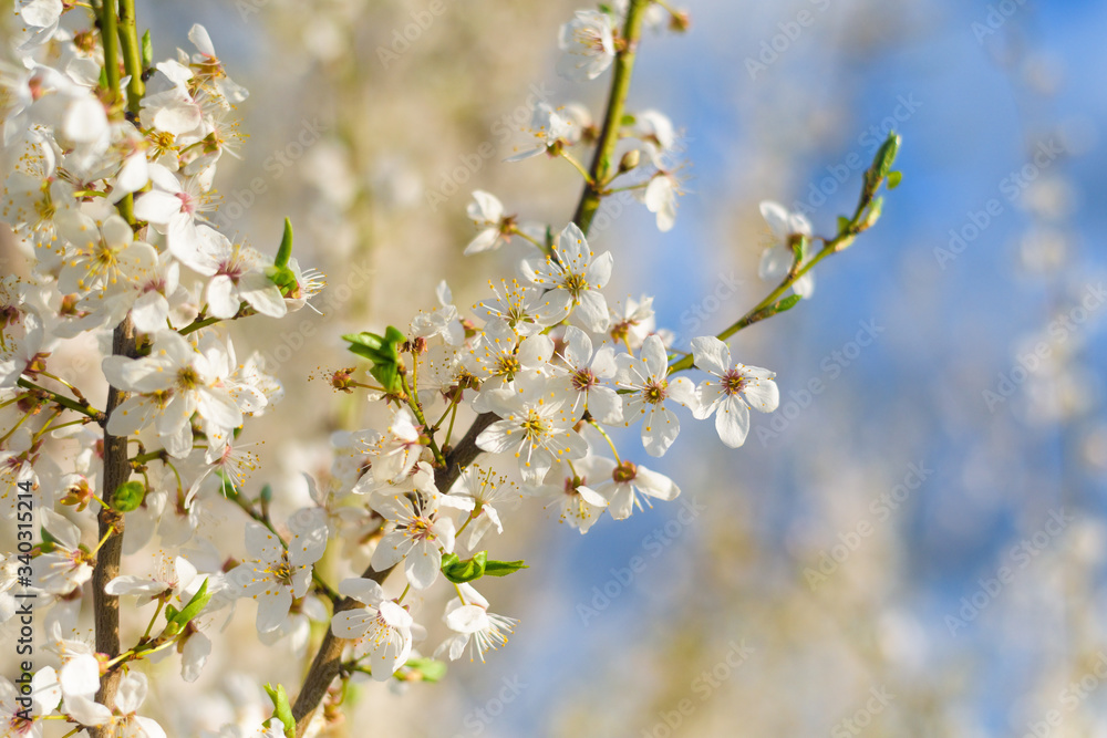 Fototapeta premium panorama of a blooming spring tree against the blue sky. white cherry flowers are illuminated by the sun. blooming garden on a Sunny day in spring. banner photo