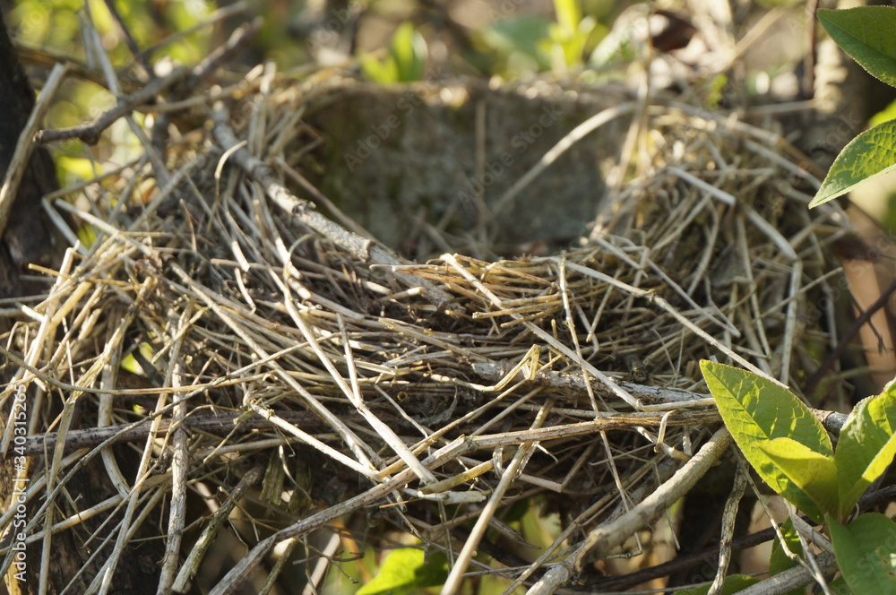 Bird's nest in a spring forest on a tree, a cozy bird house. Bird's nest in a spring forest on a tree, a cozy bird house.