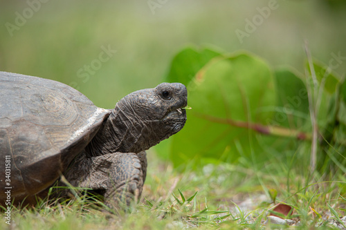 Gopher Tortoise