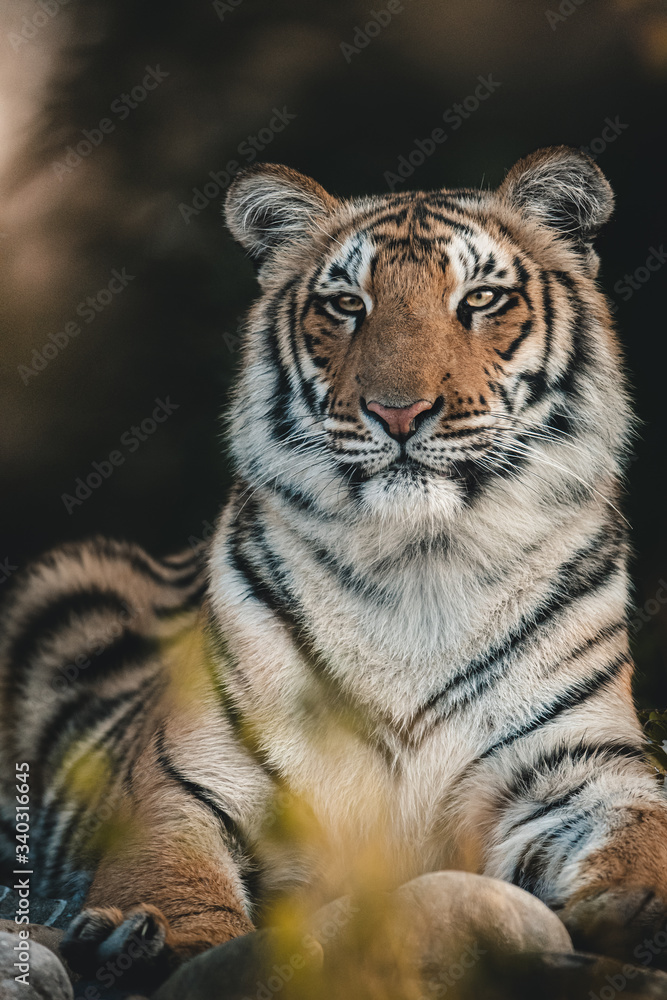 Close up portrait of sub adult tiger from India. Intense look of wild tiger. Dark & moody image perfect for posters, wallpapers or to be printed for home or office walls. Close up portrait of sub adult tiger from India. Intense look of wild tiger. Dark & moody image perfect for posters, wallpapers or to be printed for home or office walls.
