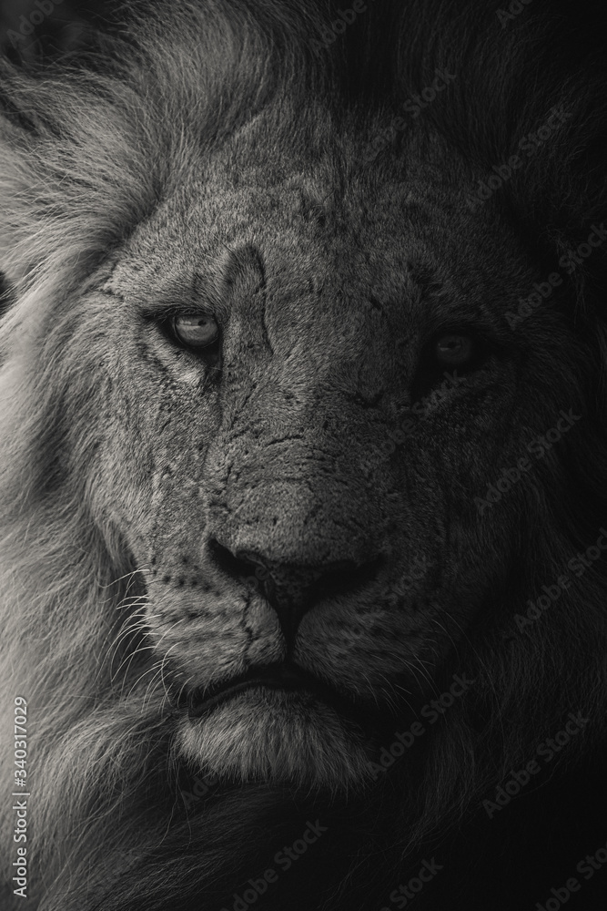 Young male African lion from masai mara, Kenya. Dark & moody image, perfect for posters, wallpapers or to be printed for home or office walls.