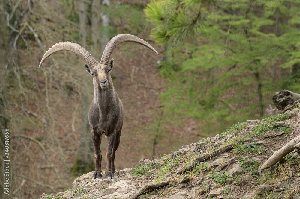 Alpineibex with big horns in a forest background Alpineibex with big horns in a forest background