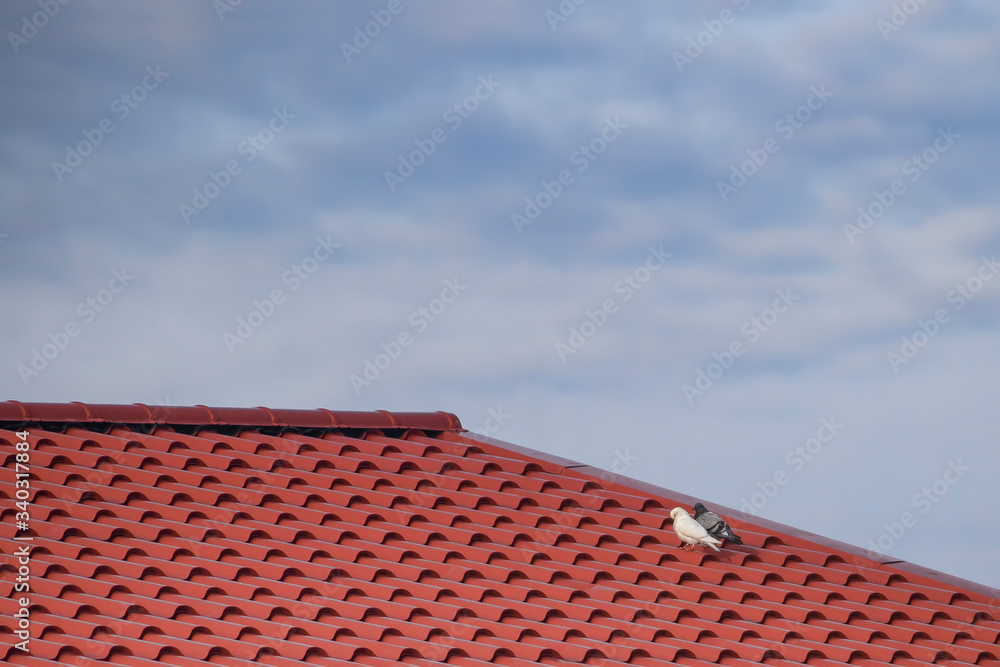 A fragment of a light blue sky and a metal roof on which two pigeons sit - a symbol of love, memory and well-being. A fragment of a light blue sky and a metal roof on which two pigeons sit - a symbol of love, memory and well-being.