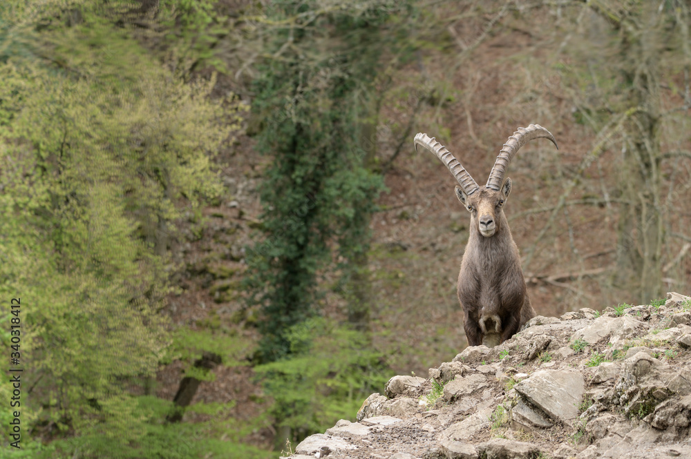 Alpineibex with big horns in a forest background Alpineibex with big horns in a forest background