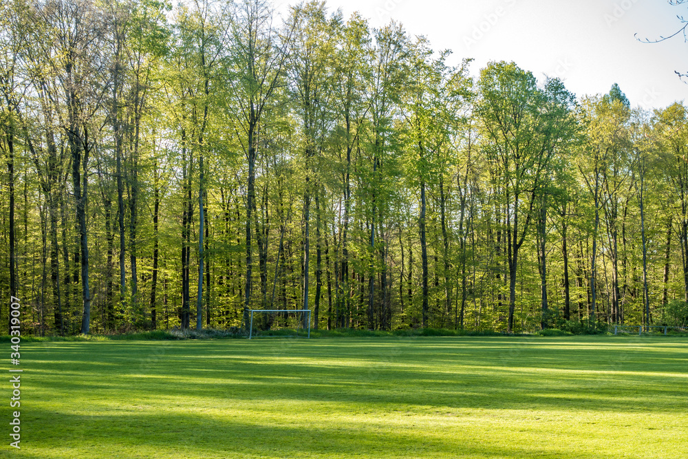 Obraz premium Wiederaufforstung im Mischwald