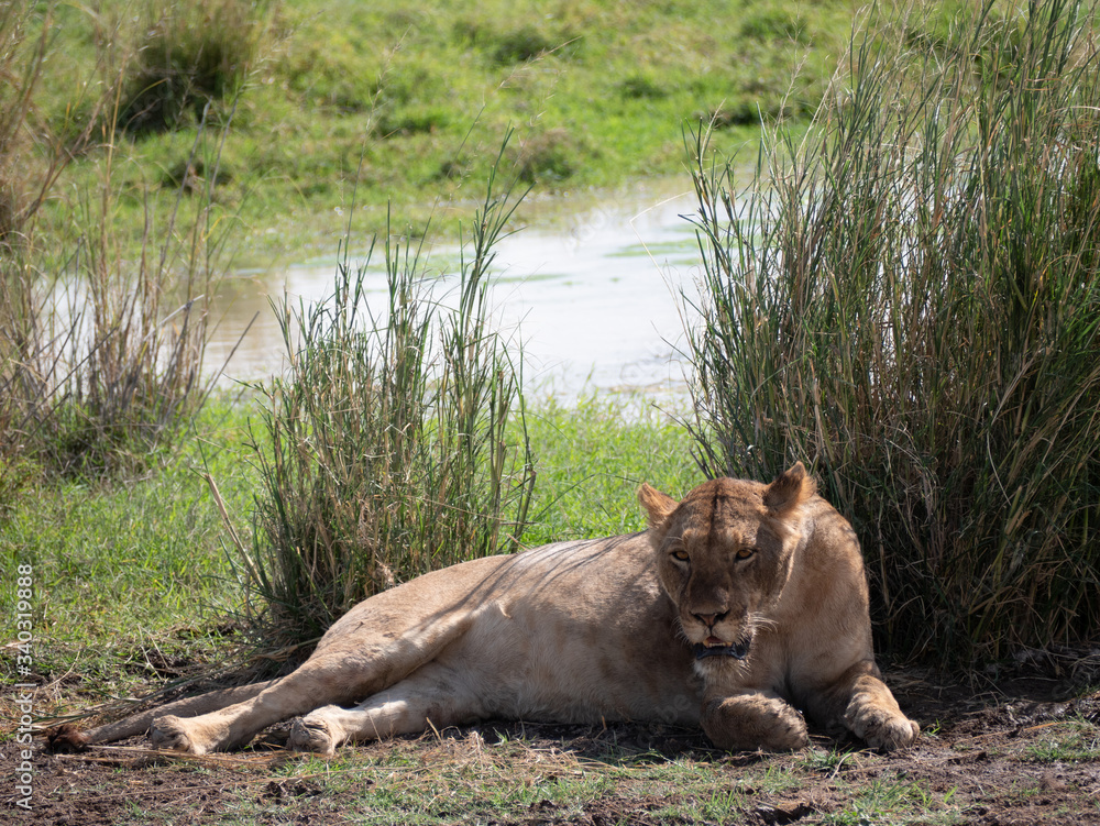 Amboseli 43 Amboseli 43