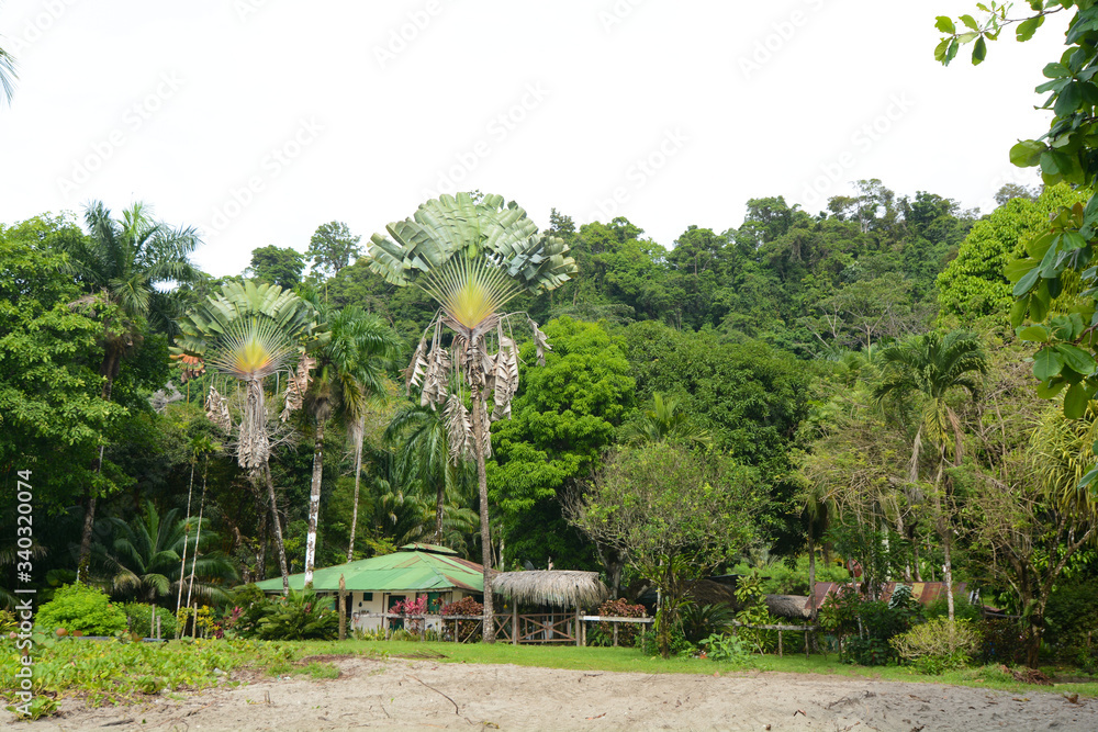 Fototapeta premium Palma del viaggiatore