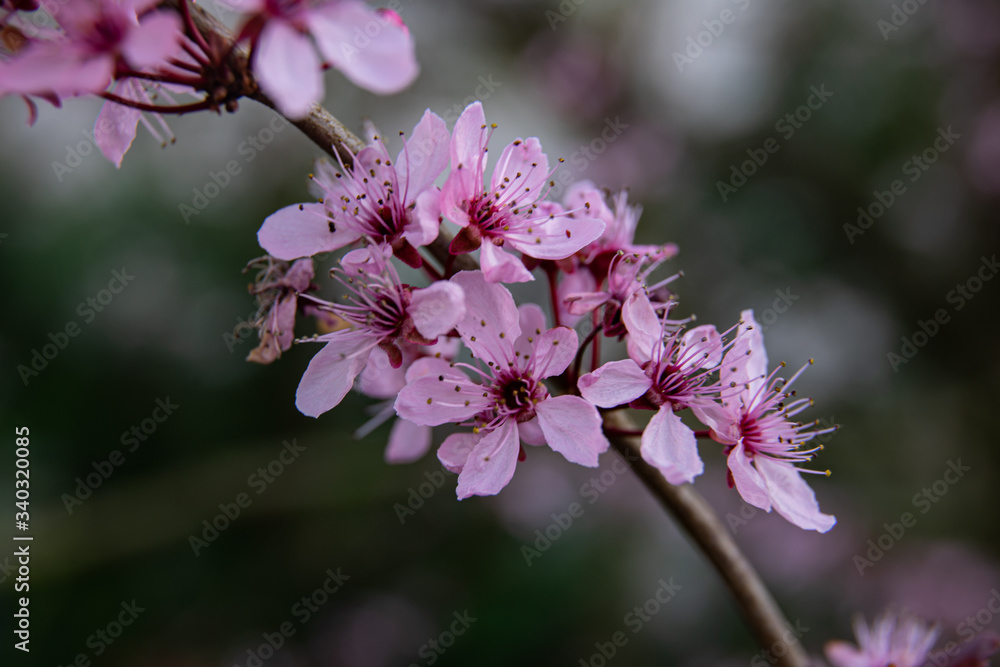 close up Ornamental plum blossoms