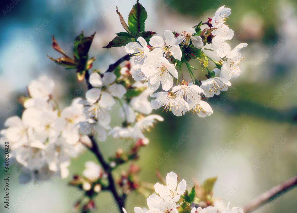 Spring in Bayern, April brings white blossoms on the apple trees against the blue sky, close up, soft focus Spring in Bayern, April brings white blossoms on the apple trees against the blue sky, close up, soft focus