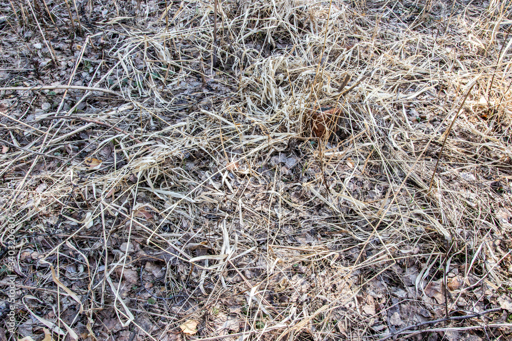 Dry last year's grass background texture
Dry last year's grass background texture