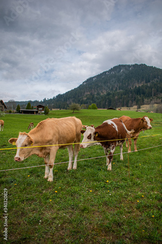 Beautiful swiss cows. Alpine meadows. Mountains.