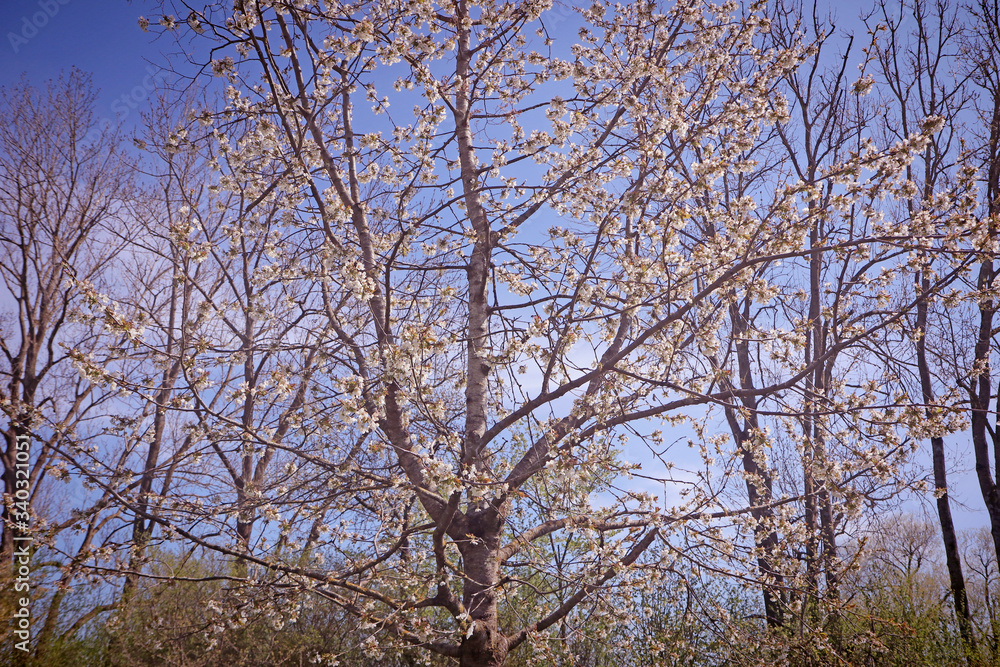 Spring in Bayern, pink-white blossoms on the apple trees in the orchard against a blue sky, soft focus Spring in Bayern, pink-white blossoms on the apple trees in the orchard against a blue sky, soft focus