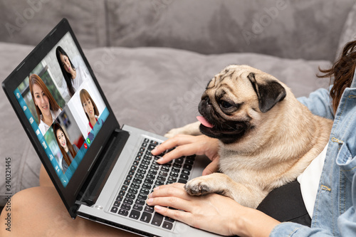 Woman working on laptop with dog Pug breed at home,woman VDO Call Conference to meeting business team during quarantine coronavirus sitting on sofa at home,Video conference work from home concept