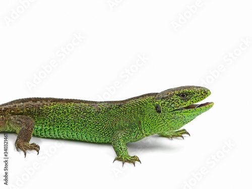 male green sand lizard, Lacerta agilis, with open mouth, side view, isolated on white background