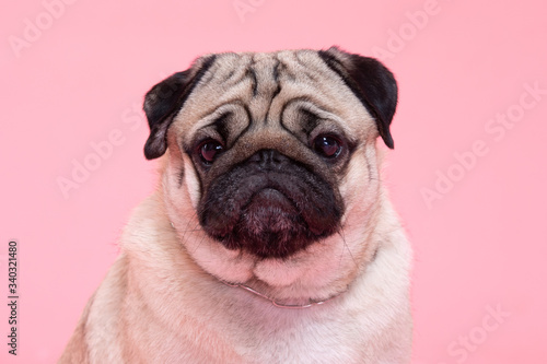 Happy Dog smile on pink background,Cute Puppy pug breed happiness on sweet color,Purebred Dog Concept © 220 Selfmade studio
