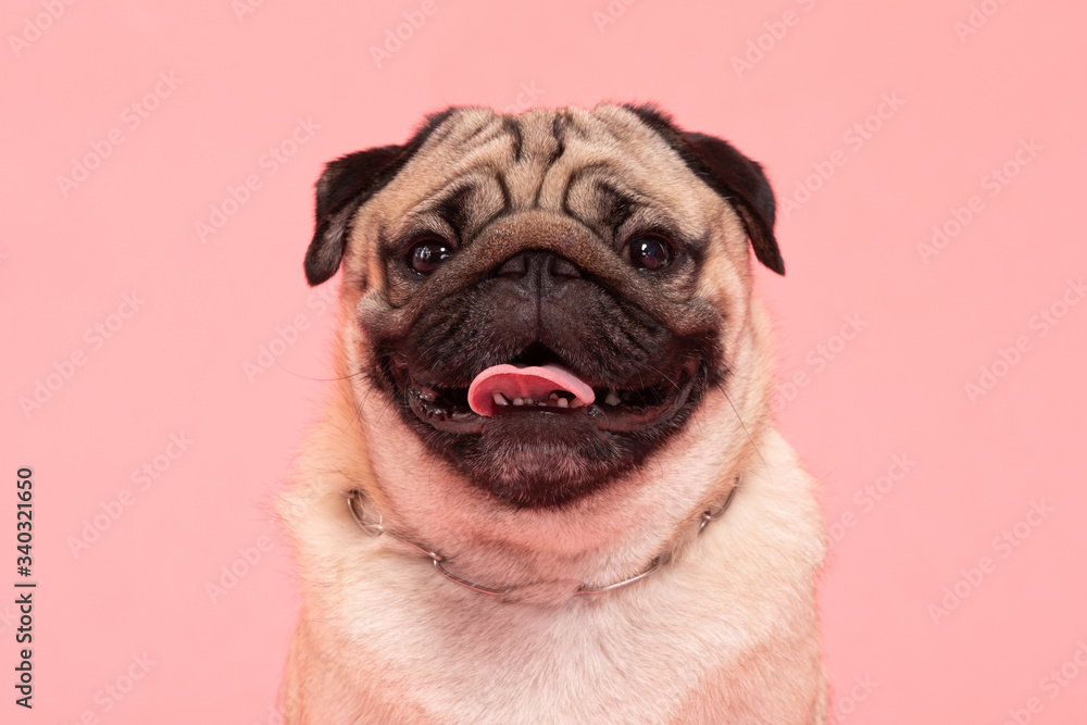 Happy Dog smile on pink background,Cute Puppy pug breed happiness on sweet color,Purebred Dog Concept