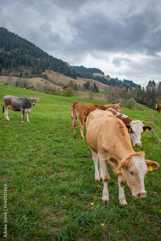 Beautiful swiss cows. Alpine meadows. Mountains.