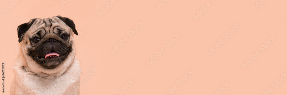 Banner of Happy Dog smile on peach or cream color background,Cute Puppy pug breed happiness on sweet color,Purebred Dog Concept