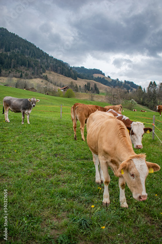 Beautiful swiss cows. Alpine meadows. Mountains. © ALENA