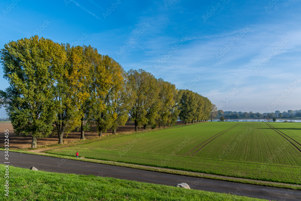 Fototapeta premium 2495 Rheinfeld