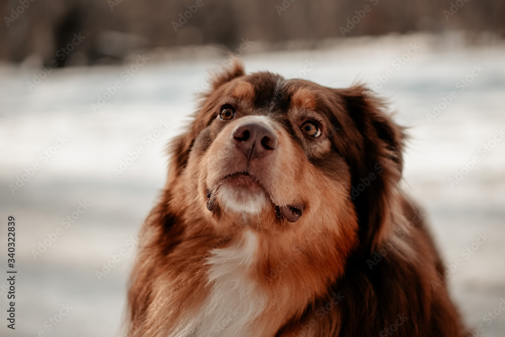 Portrait photo of a dog of breed Lassie Australian Shepherd. Dog is a mans friend, a true friend. Sunny winter day.