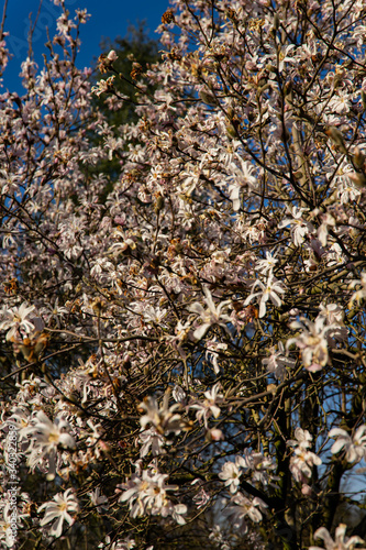 blooming white magnolia in spring