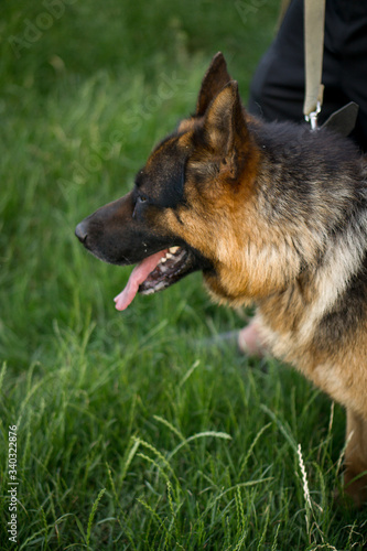 german shepherd dog on grass