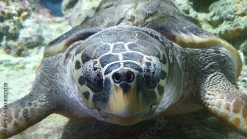 green sea turtle © gigicosta86