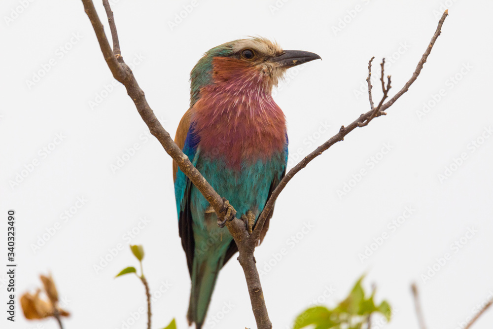 Fototapeta premium Ave exotica en la selva