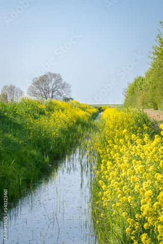 Beautiful landscape image of rapeseed growing along a ditch filled with water in the Dutch countryside