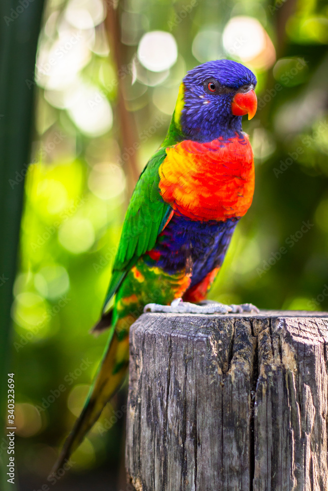 Obraz premium Coconut lorikeet, colorful bird