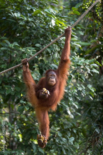 Orangután con pelaje anaranjado en la selva © Jose