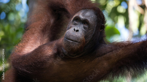 Fototapeta Naklejka Na Ścianę i Meble -  Orangután con pelaje anaranjado en la selva