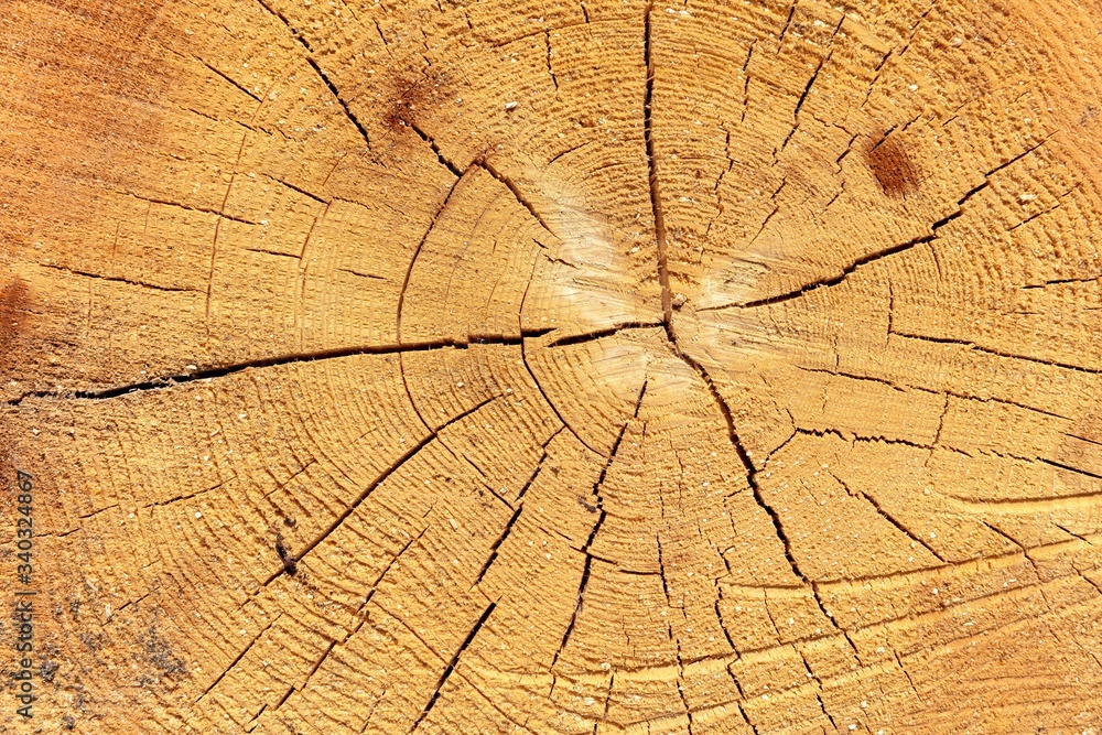 Fototapeta premium felled tree for background use
