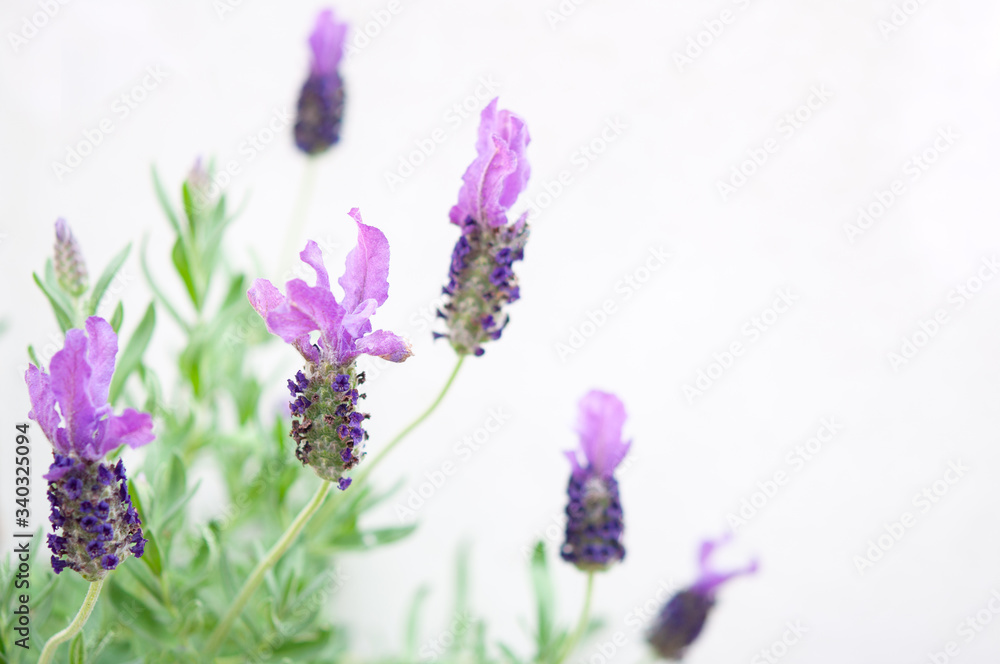 ラベンダーの花 白背景 クロースアップ 右側にコピースペース Fotografiya Stock Adobe Stock