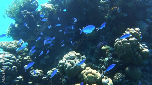 Large Shoal Of Bright Blue Stripped Tropical Fish In The Ocean Near Coral Reef. Lunar Fusilier (Caesio Lunaris) Swimming  Deep Underwater. School Of Saltwater Fish In Red Sea, Egypt.