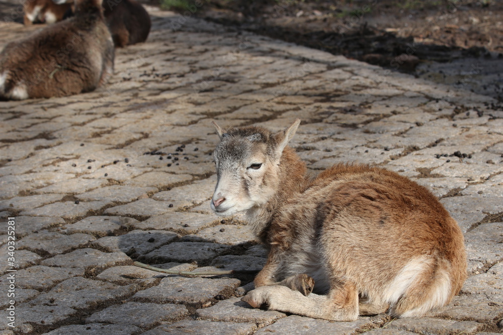 Fototapeta premium Pforzheim