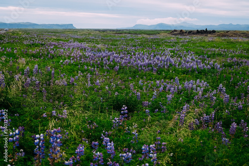 green field of purple lupins to the horizon in iceland