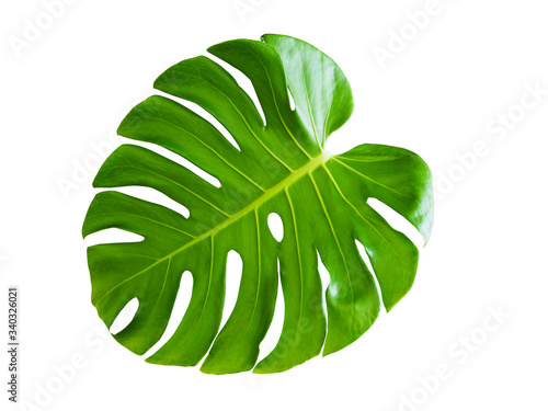 Tropical plant with monstera leaves isolated on white background with clipping path.