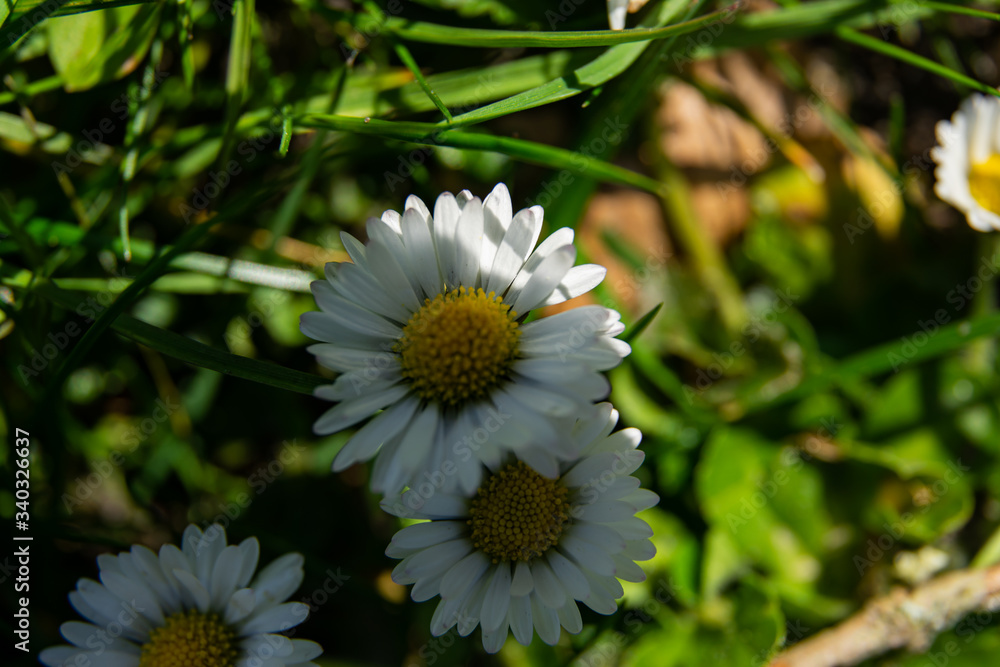 Fototapeta premium daisy flower macro in spring