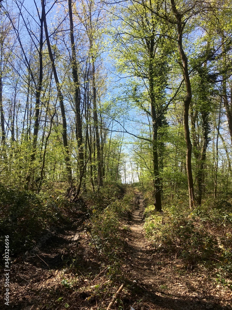 Fototapeta premium Zauberberg 9